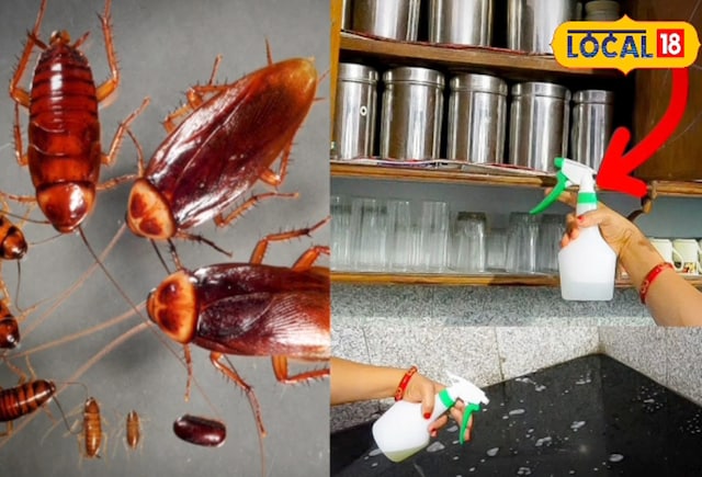 कॉकरोच कॉकरोच