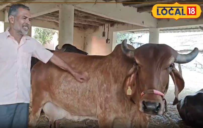 Cow Farming Tips, गाय पालन का तरीका, Animal Husbandry, पशुपालन, Dairy Farming, डेयरी फार्मिंग, Milk Production, दूध उत्पादन, Desi Cow, देसी गाय Cow Farming Tips, गाय पालन का तरीका, Animal Husbandry, पशुपालन, Dairy Farming, डेयरी फार्मिंग, Milk Production, दूध उत्पादन, Desi Cow, देसी गाय