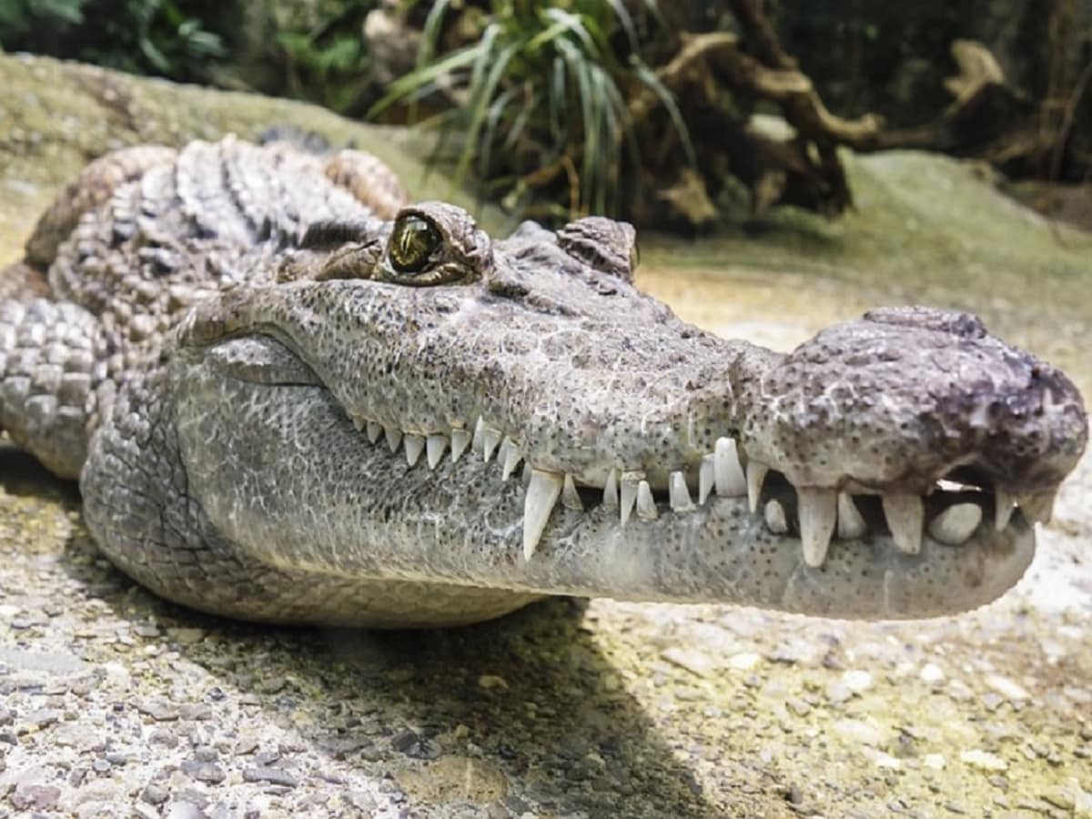 Crocodile-0001-1200-900-Pixabay-2025-04-fd33a6049bab046eabe6d3d80ee1cf06 Dugs weapons were hidden in the house, the police raided, the crocodile flew away after seeing the crocodile!