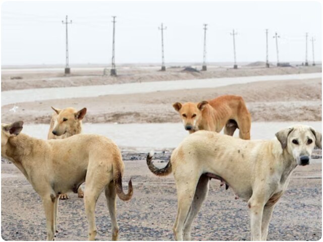 12-13 कुत्तों के साथ किया बलात्कार, आरोपी नौशाद को दिल्ली पुलिस ने दबोचा