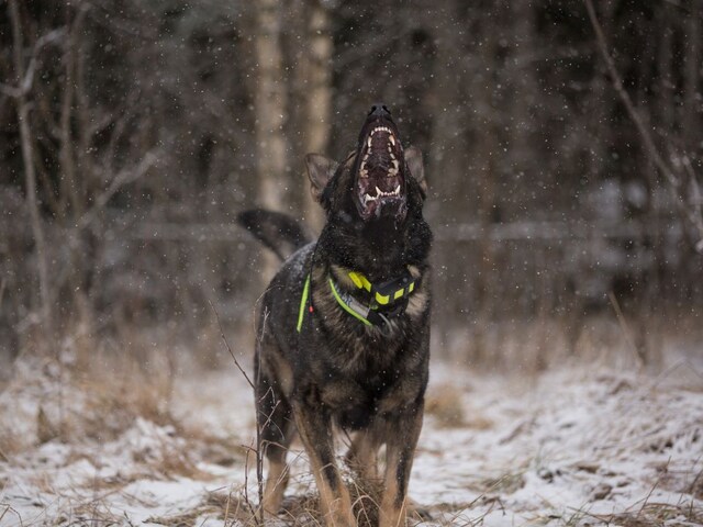 डरा देती है रात में कुत्ते के रोने की आवाज? क्या है इसका मतलब?