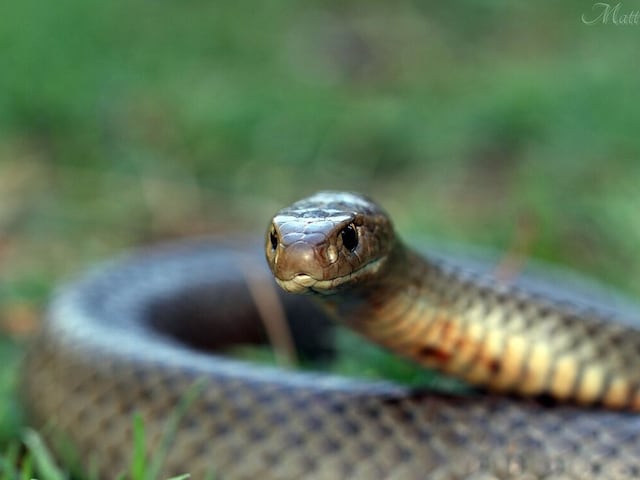 Eastern-brown-401-WC-2025-04-2aaadec68982d60eee0b668e44606bc2 Golf found in the world's second most poisonous snake