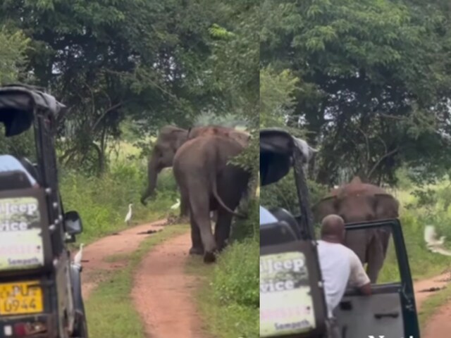 Elephant-controal-401-Instagram-2025-04-cce3de1c59eb88027b26b55e6581a394 The guide controlled the uncontrollable elephant in Sri Lanka Vasagamuva National Park.