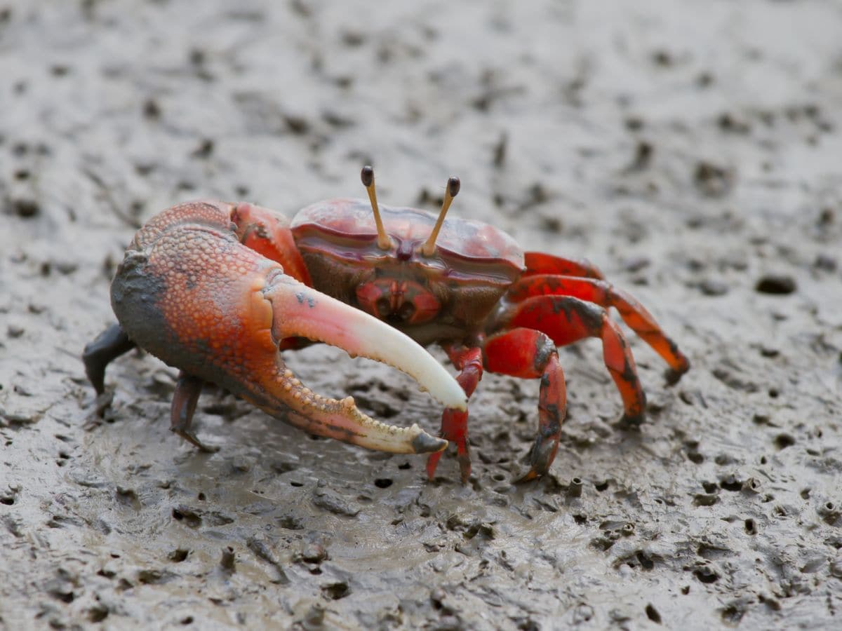 European-fiddler-crab-401-Canva-2025-04-52af61b1623e046345cb18dae84391ec They do something different to call the partner, they use crabs, earthquake waves!