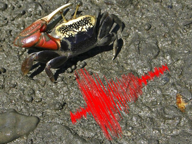 European-fiddler-crab-402-Canva-2025-04-0501db945bb6552aaf3c0a6ba09f0b49 They do something different to call the partner, they use crabs, earthquake waves!