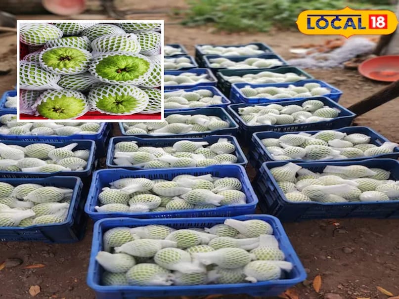 Agriculture News,japani red diamond guava,guava prodcution, red Diamond Guava, Japanese Red Diamond Guava Cultivation, Japanese Red Diamond Guava Rate, How to Cultivate Japanese Red Diamond Guava, जापानी रेड डायमंड अमरूद, जापानी रेड डायमंड अमरूद की खेती, जापानी रेड डायमंड अमरूद का रेट, कैसे करें जापानी रेड डायमंड अमरूद की खेती