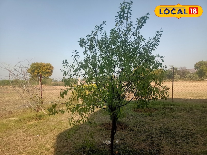 Sandalwood cultivation, how to cultivate sandalwood, sandalwood cultivation tips, where is sandalwood cultivated in Madhya Pradesh, method of sandalwood cultivation,
