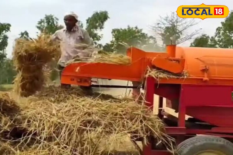 थ्रेसर में गेहूंनिकालना थ्रेसर में गेहूंनिकालना