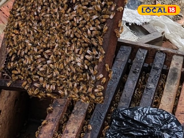 मधुमक्खी