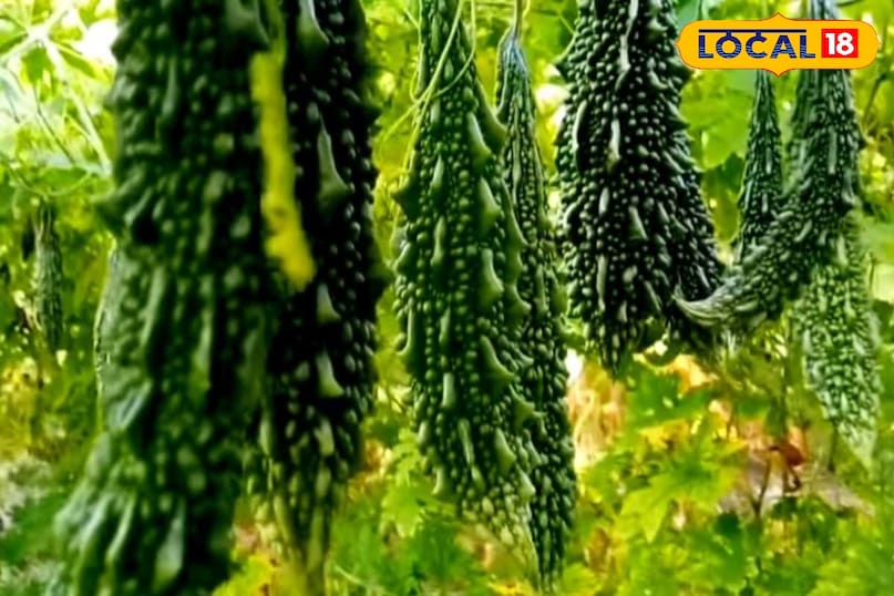 Reduce Karela Bitterness, करेला कड़वाहट कम करें, Bitter Gourd Health Benefits, करेला स्वास्थ्य लाभ, Karela Recipes, करेला रेसिपी, Natural Remedies for Bitter Gourd, करेले के घरेलू उपाय, Bitter gourd bitterness removal, How to remove bitterness from karela, Easy way to reduce karela bitterness, Cooking tips for bitter gourd, Make bitter gourd tasty, Kids-friendly karela recipe, Bitter gourd preparation hacks, Get rid of bitter taste in karela, करेले की कड़वाहट कैसे दूर करें