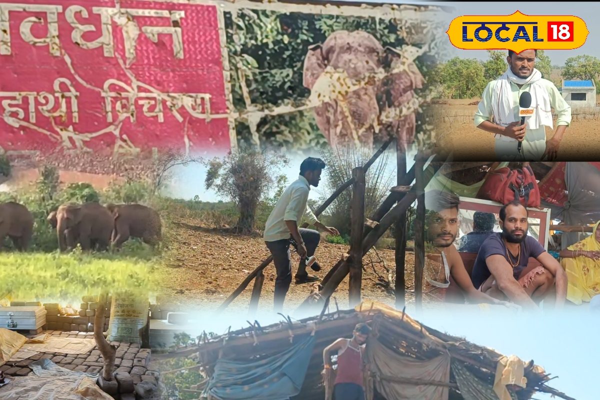 हाथियों ने सरगुजा के लोगों की उड़ाई नींद, रतजगा कर निगरानी कर रहे ग्रामीण