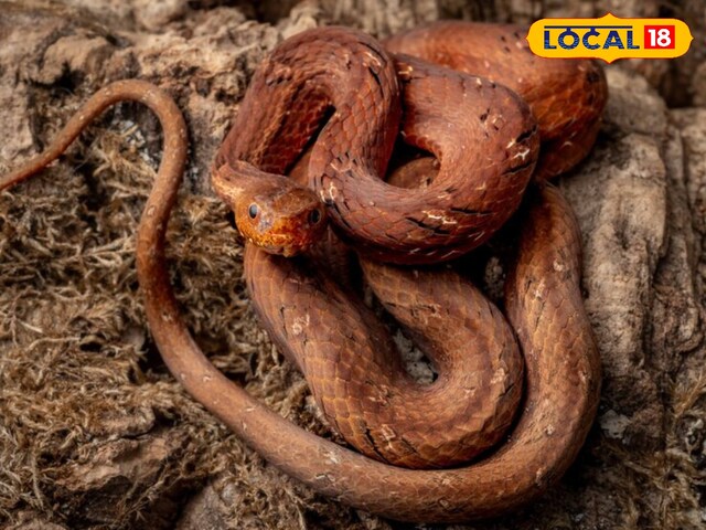 HYP_5089439_cropped_06042025_204719_untitled_design_20250406_2_2 This snake is a bluff master! There is no harm to the children even after stinging, the panic spread like this, it also fade