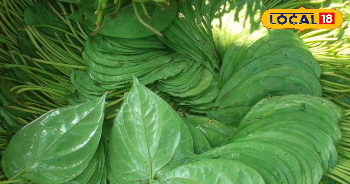 औषधीय गुणों से भरपूर  पान के पत्ते, हृदय रोग से लेकर पेट के लिए रामबाण