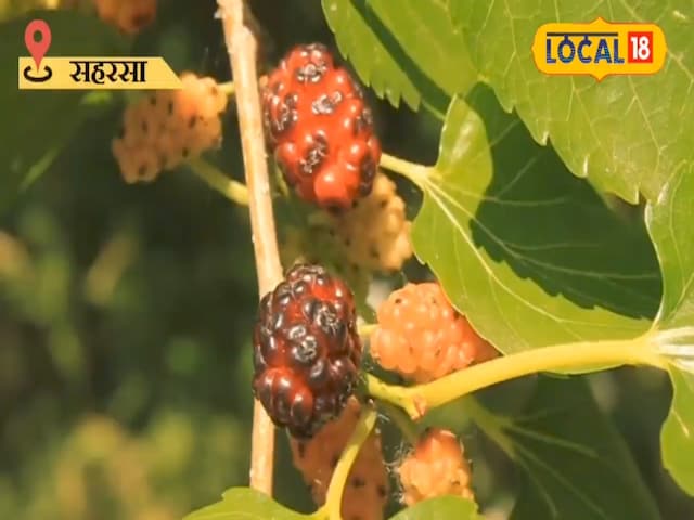 Mulberry Mulberry