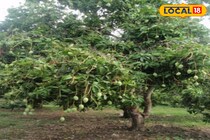 बेमौसम बारिश से किसानों को नुकसान? ना करें चिंता, इस तरीके से होगी भरपाई