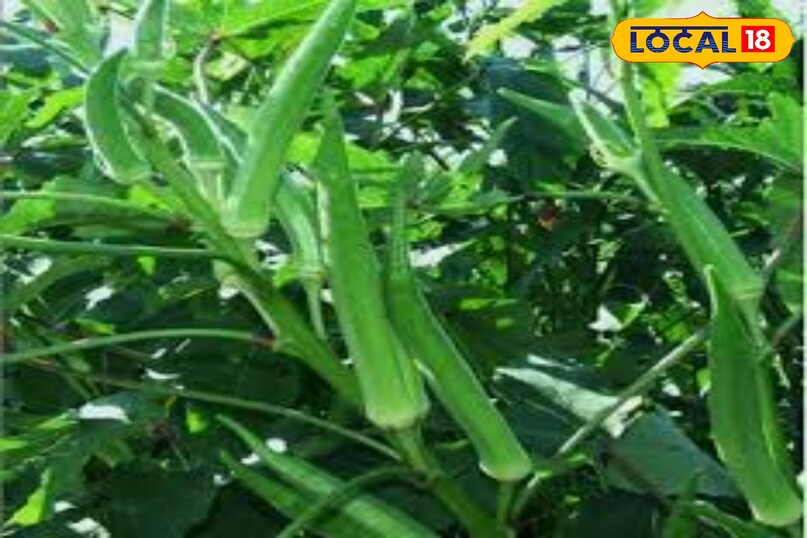 भिंडी की खेती ऐसे करें 