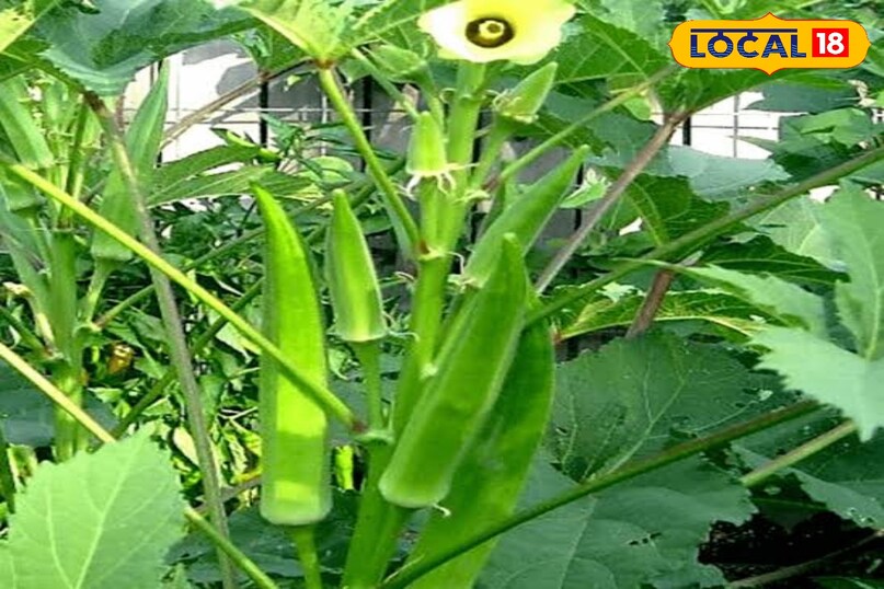 भिंडी की खेती करें