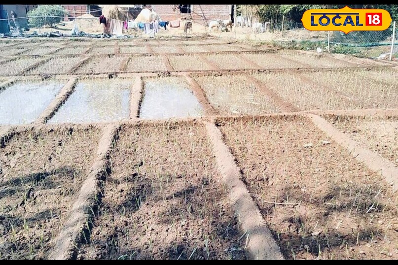 भिंडी की खेती करें