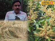 झारखंड में मौसम के बदलाव ने मचाया तबाही, आम के मंजर झड़े, फसलों को भारी नुकसान