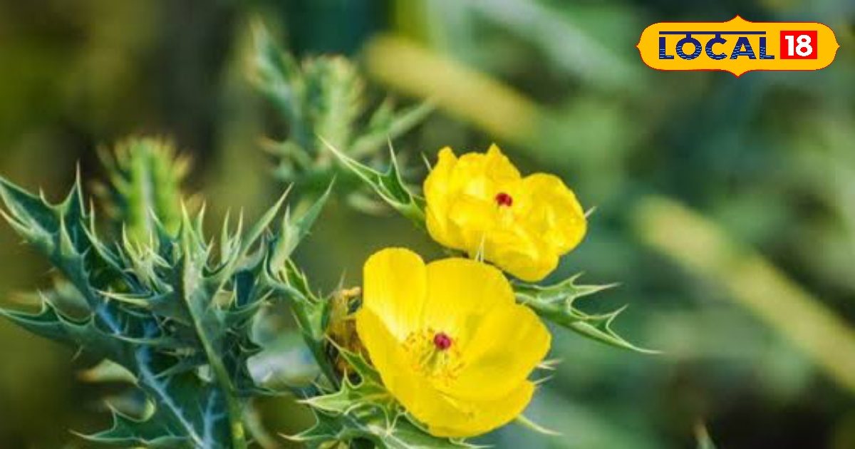 Health Benefit: सेहत के लिए संजीवनी है सत्यानाशी का पौधा, मिलेगा ताकत का ओवेरडोज, सेवन करने पर दिखेंगे सालों-साल तक जवान