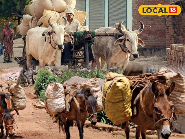 गर्मियों के मौसम में, जानवरों पर अत्यधिक भार महंगा हो सकता है