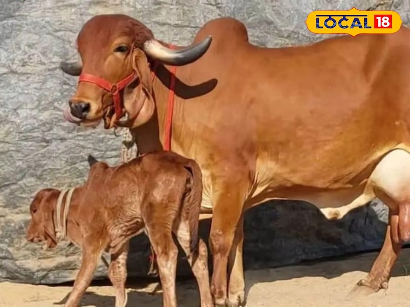 गोकुल योजना गोकुल योजना