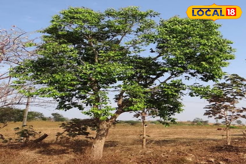 Java Ki Rani Tree Java Plum Benefits: औषधीय गुणों से भरपूर है जामुन के फल, बीज, पत्ते ...