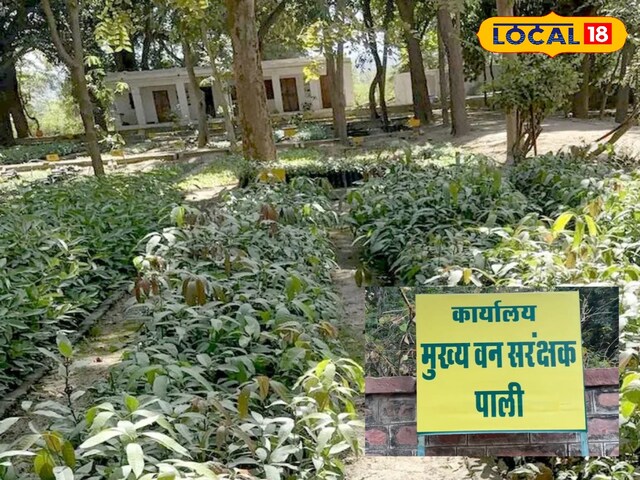 जंगल