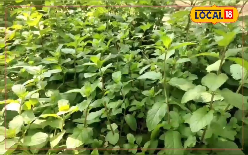 पुदीना पत्ती के औषधीय गुण, क्या हैं इसके फायदे, कैसे करें इस्तेमाल