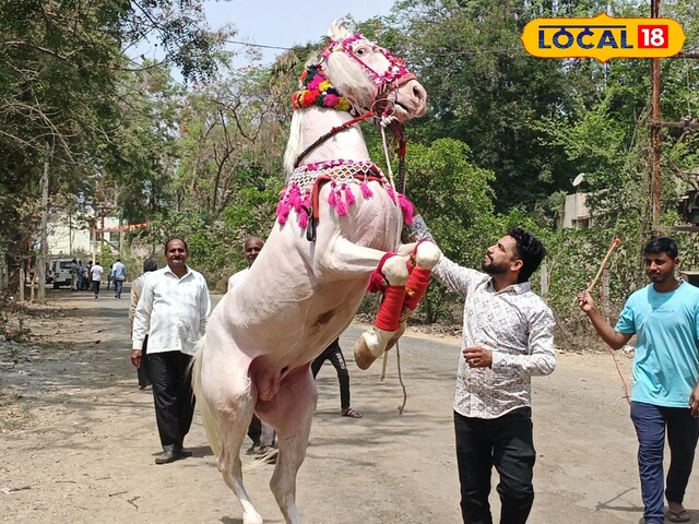 HYP_5110037_cropped_16042025_002114_img20250412112608_03_water_2 Till Dhina Dhin Dhin ... This horse used to dance in marriage, even the hanging shock of Nora Fatehi failed, no less diet plan than the rich!