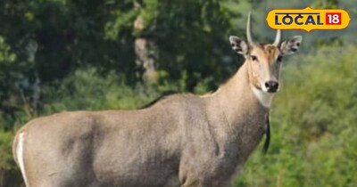 खेतों को आवारा पशुओं से बचाएं: फसल सुरक्षा के लिए अपनाएं ये कम लागत वाले देसी तरीके