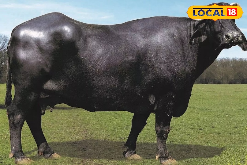 Subsidy For Buying Murrah Buffalo Subsidy For Buying Murrah Buffalo