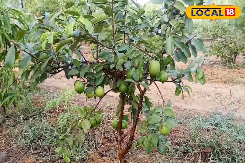 How to grow guava tree, Growing guava in pots, how to grow guava tree faster, grow guava tree from cutting, Guava tree height and width, Guava tree planting tips in india,