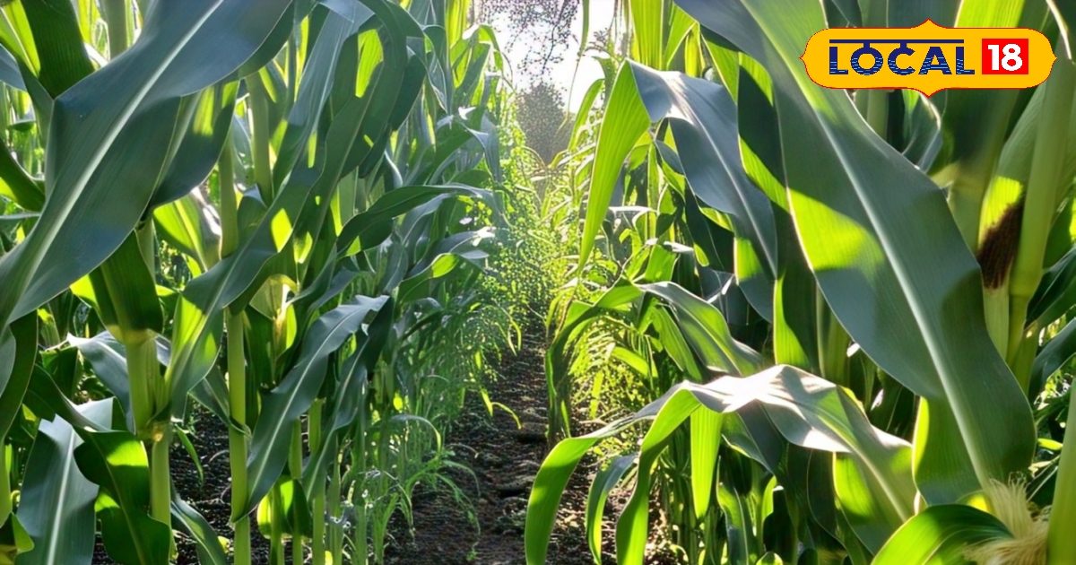 Sow five varieties of maize after April 15, they will be ready in 80 days – News18 हिंदी