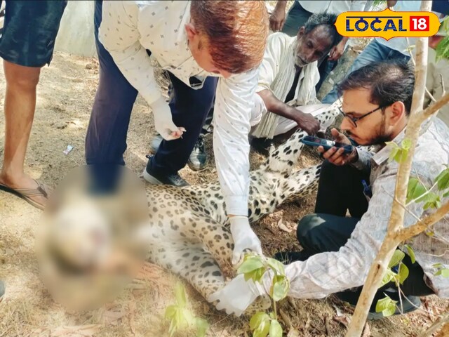 गर्मी के कारण पैंथर की बढ़ती आंदोलन, हंटर खुद एक पीड़ित बन गया