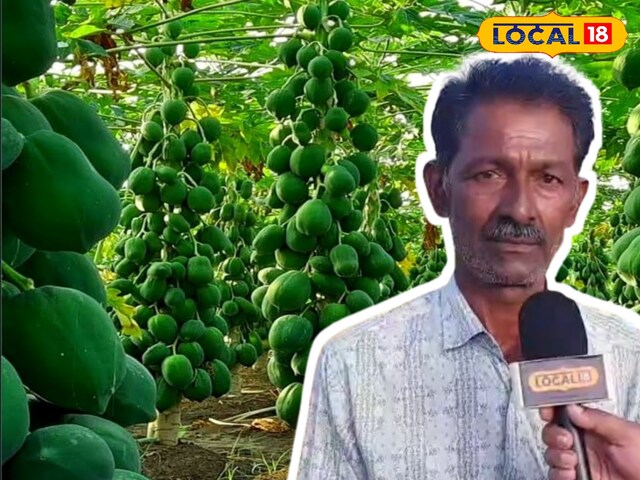 पपीता
