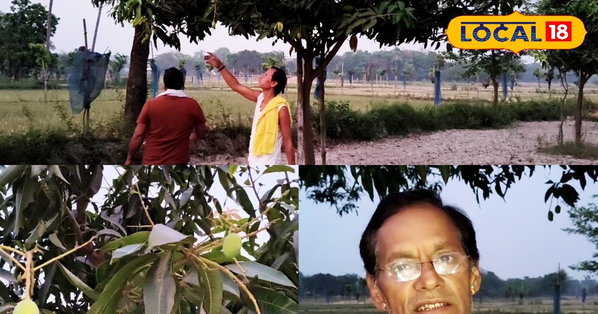 Mango farmers are facing the brunt of the weather, said now they are ...