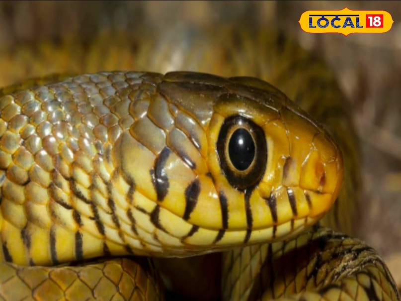 Rat Snake, धामन सांप, Snake myths, सांप की अफवाहें, Snake expert, सांप एक्सपर्ट, Snake and milk, सांप और दूध