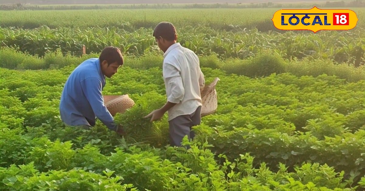 अप्रैल में लगा दें हरा धनिया की ये 5 किस्में, 30 दिनों में मिलेगा बंपर उत्पादन