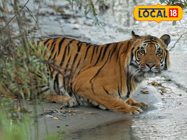 कैसे होगी 2026 में बाघों की गिनती... PTR में WII के एक्सपर्ट करेंगे मंथन!