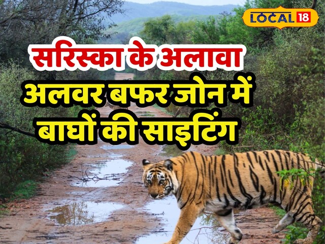 सफारी सरिस्का में भरी हुई है, तनाव न लें, यहां टाइगर बैठें