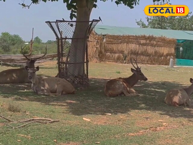 Etawa Lion Safari में शेरों की मौज, इस ट्रिक से भीषण गर्मी में उठा रहे 30 डिग्री का सुख