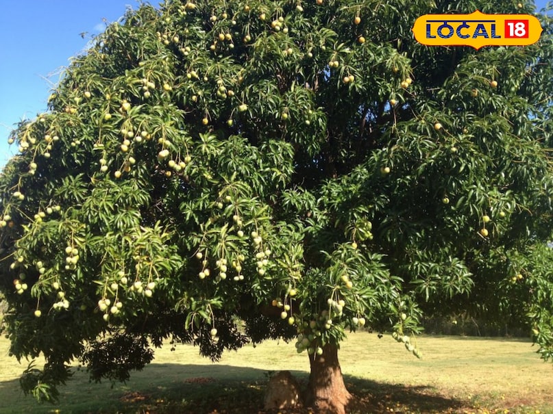 Mango tree Mango tree