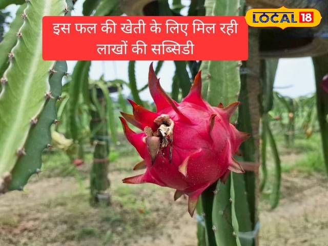 ड्रैगन फ्रूट की खेती करने वाले किसानों के लिए खुशखबरी, सरकार दे रही सब्सिडी..