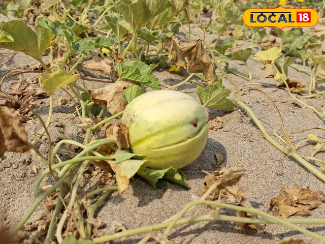 1500 की लागत से किसान ने उगाई ये फसल, बिना सिंचाई के हो रही छप्परफाड़ कमाई