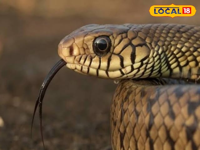 HYP_5141216_cropped_29042025_234226_images_57_watermark_290420_1 This snake often encounters humans, everyone understands the cobra, will know the reality and say this friend!