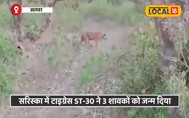 चीता चीता