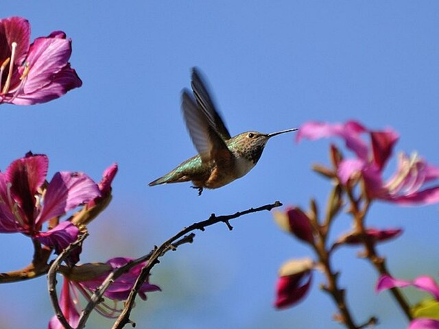 Hummingbirds-205-1200-900-Wikimedia-Commons-2025-04-58b0601cca14f9e0977c3cdf1fc93abd In birds, music is composed like humans, their traditions and songs, research told how!