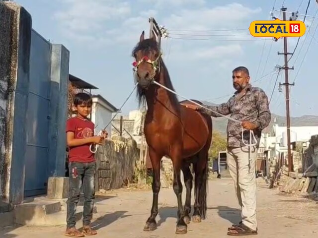 IMAGE-2025-04-10T141946.357-2025-04-3383aeddc12be77cc6264f435434f2f9 The 'Earth' horse of Gujarat sold for 11.51 lakhs! Buyers came from Bihar, went to special VIP ambulance!