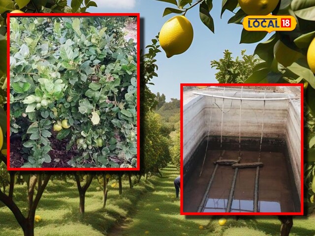 ऑस्ट्रेलियाई नींबू की किस्म: तीन गुना ज्यादा रस, कम कड़वाहट, कमाई 5-6 लाख